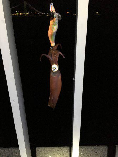 人＞ケンサキイカ