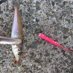 タチウオ釣りたい