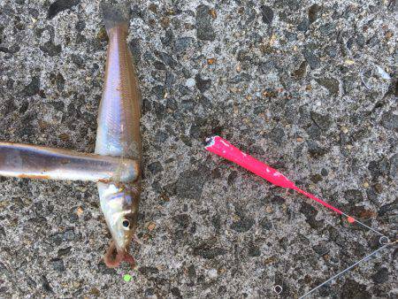 タチウオ釣りたい