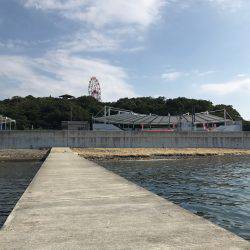 イカ狙いのはずが