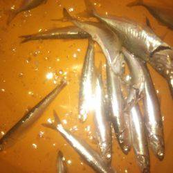 初めての都志港