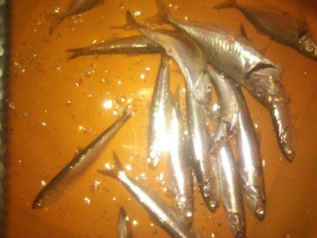 初めての都志港