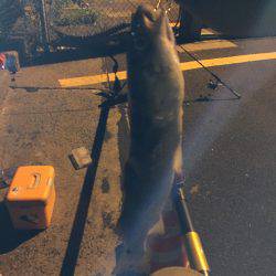 ロックフィッシュ