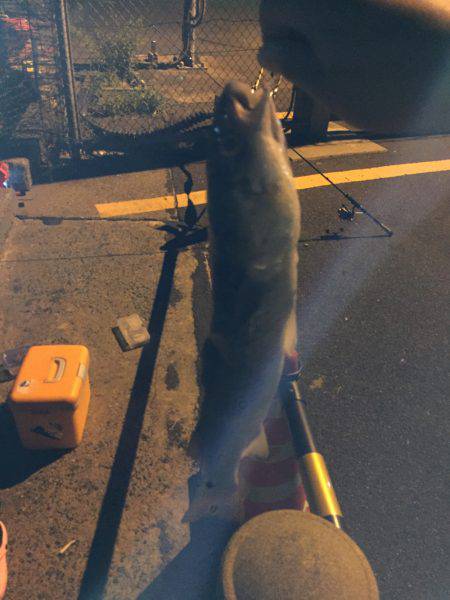 ロックフィッシュ