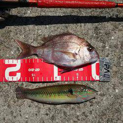 コブダイ釣りだったのに..