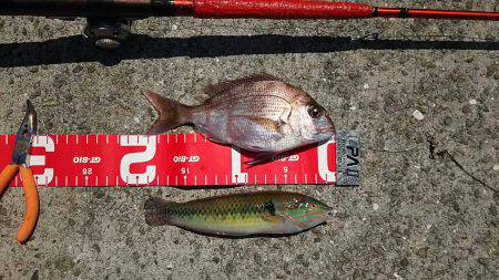 コブダイ釣りだったのに..