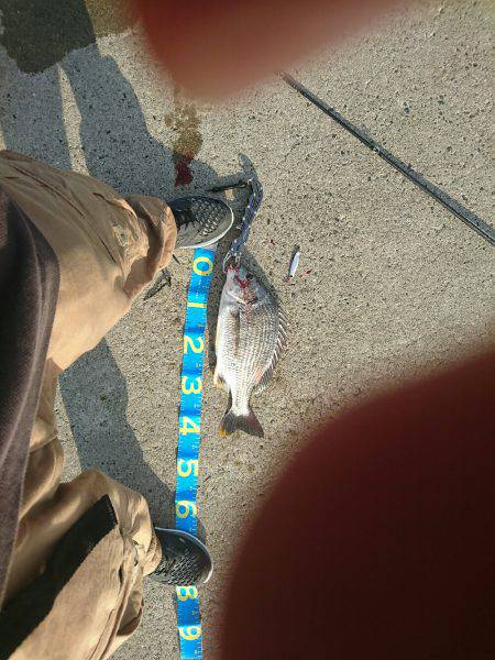 岸壁ジギングでキビレ