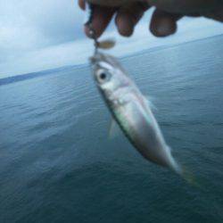 サバしか釣れん
