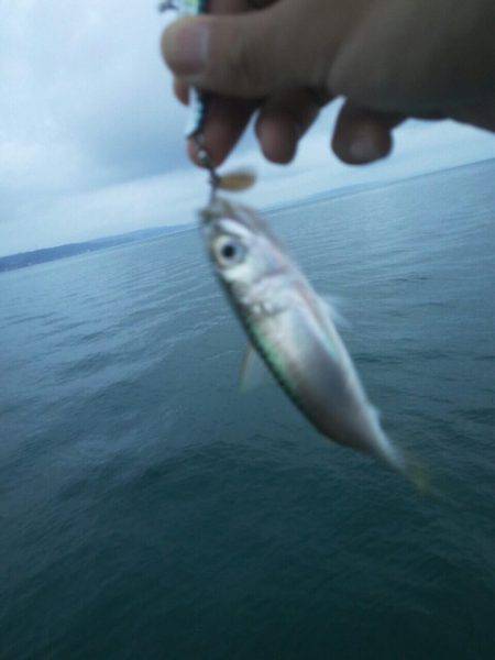 サバしか釣れん