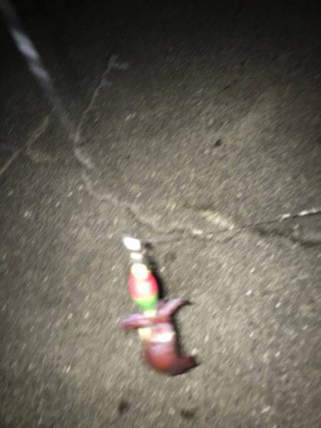 今年初ケンサキゲット