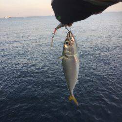 シーバス狙いが(T . T)