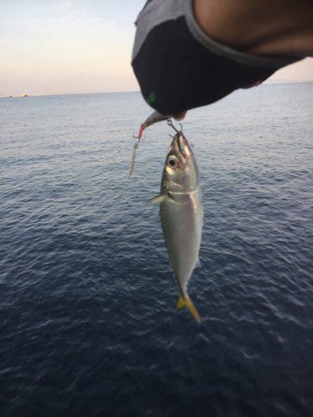 シーバス狙いが(T . T)