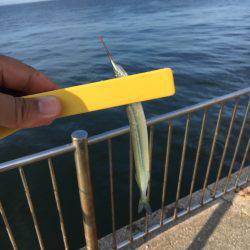 エンピツサヨリ