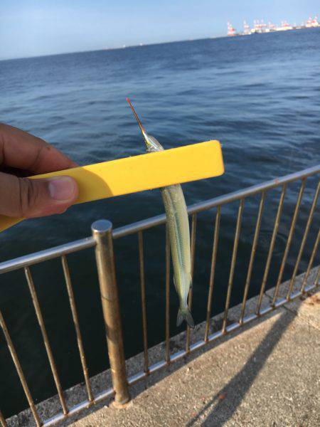 エンピツサヨリ