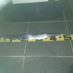 久々の夕マヅメ