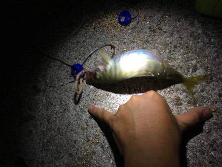 トツカアジング