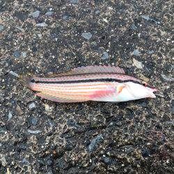 外道ばっかり。。。