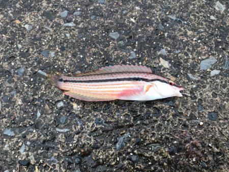 外道ばっかり。。。