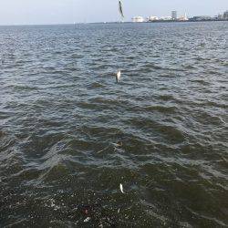 サビキin四日市港第3