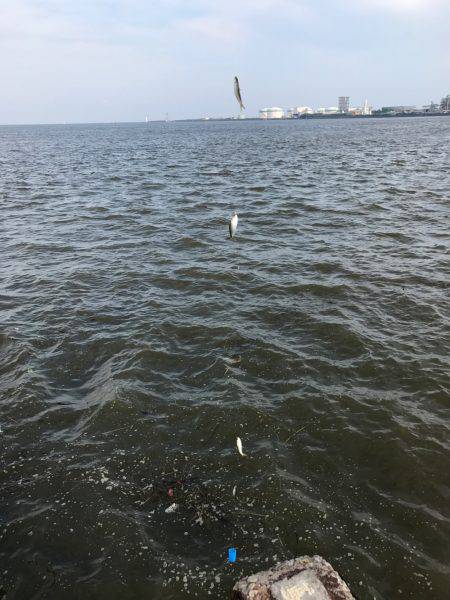 サビキin四日市港第3