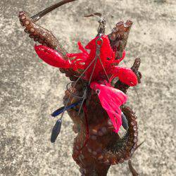 終盤戦、タコともお別れ！