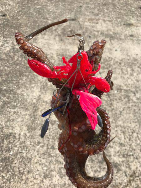 終盤戦、タコともお別れ！