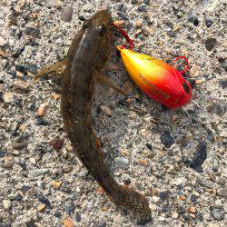 鯊クランクベイト  アーミーベイトで狙う。