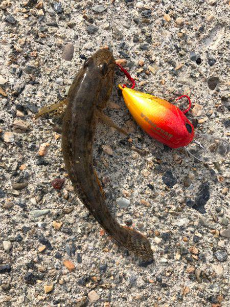 鯊クランクベイト  アーミーベイトで狙う。