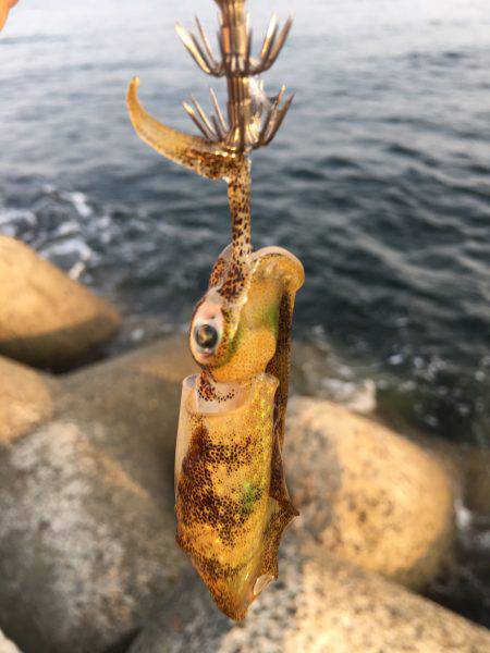 タチウオは釣れず。