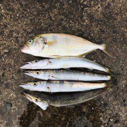 朝マヅメカマスゲーム