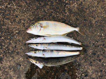 朝マヅメカマスゲーム