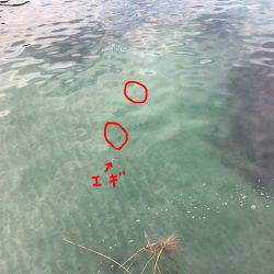 敦賀アオリイカエギング