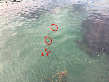 敦賀アオリイカエギング