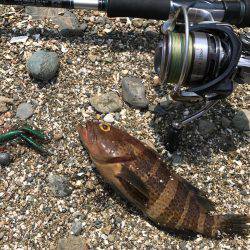 ロックンフィッシュ٩( ‘ω’ )و