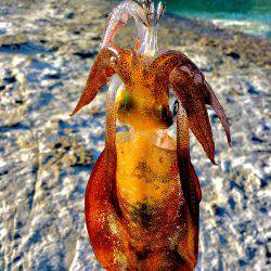 夏イカ求めて②