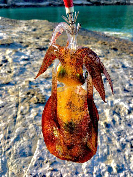 夏イカ求めて②