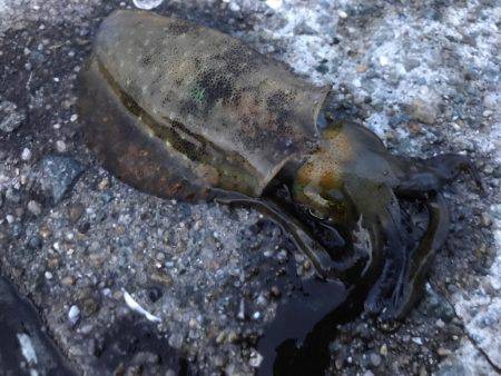 垂水一文字でオクトパッシング