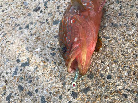 ぴょんぴょんコツ、、グクググ