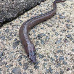 まだ小さいのが多いです❗️