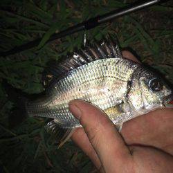 あえてのチビレ狙い