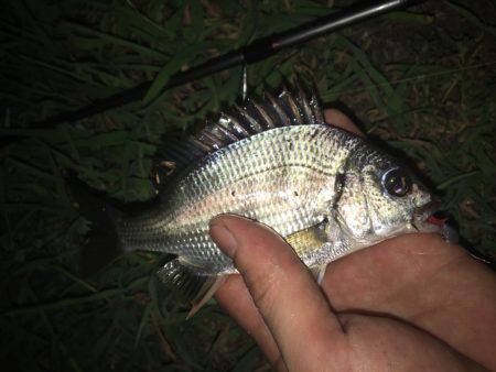 あえてのチビレ狙い