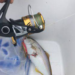 夕まずめ上げ潮釣行