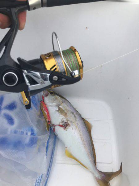 夕まずめ上げ潮釣行