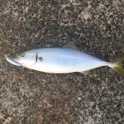 今年初アオリ&ツバス