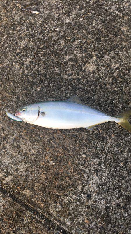 今年初アオリ&ツバス