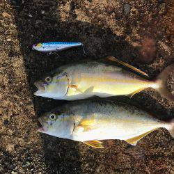 朝マヅメルアーフィッシング