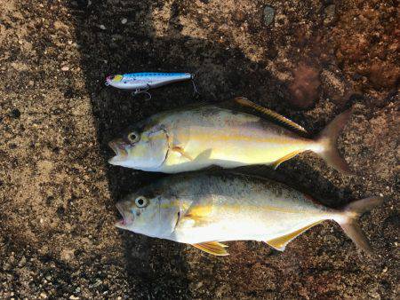 朝マヅメルアーフィッシング