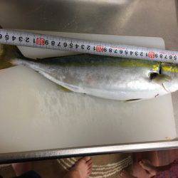 ハマチなりたて⁈