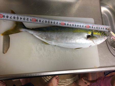 ハマチなりたて⁈