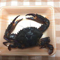 ロックフィッシュ